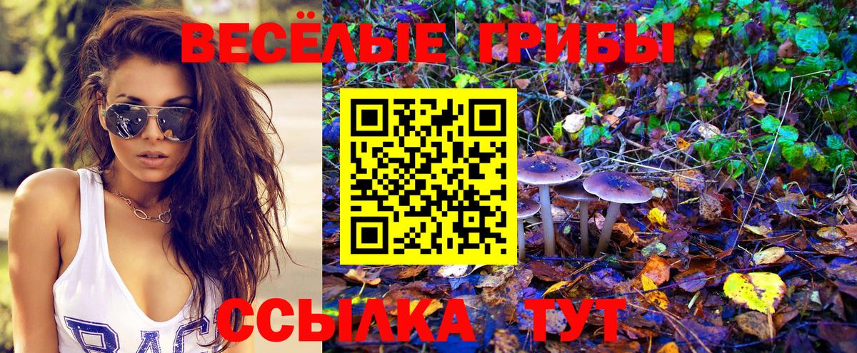 Сокол  Псилоцибиновые грибы Psilocybine cubensis  Вход с VPN 